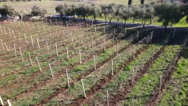 Vineyard Field Lots Rows Growing Cultivated Grapes Italian Agriculture Farming — Vídeo de Stock