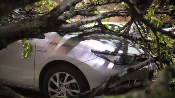 Branches Dry Uprooted Fallen Tree Destructed Parked Car Surface Danger — Stock Video