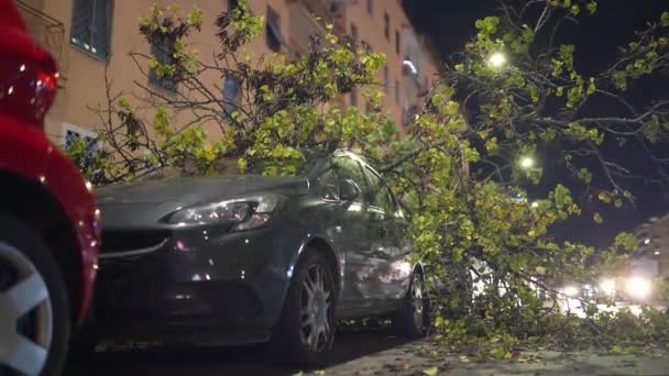 路上での強いハリケーンの被害 倒木を根絶駐車車のプロパティを破壊し 道路交通を遮断し 世界の気候変動のために深刻な雷雨の余波 — ストック動画