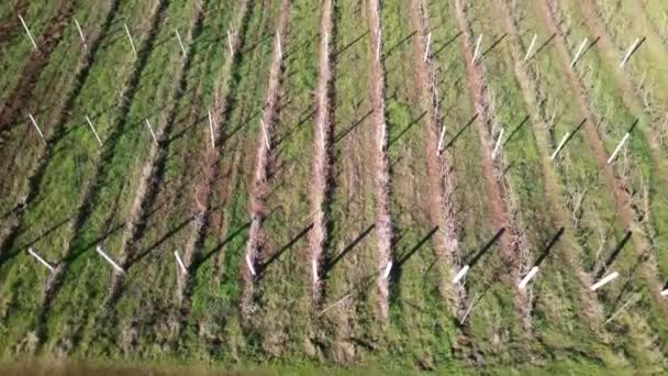 Big Agricultural Field Cultivation Grapes Exclusive Italian Wine Production Aerial — Wideo stockowe