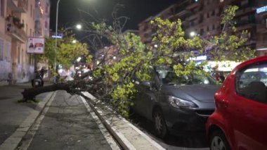 ROME, ITALY - JANUARY 7, 2022: Natural disaster on the central street of Rome after heavy wind and rain storm, uprooted fallen tree destructed parked car, sharp tree branches scratched vehicle