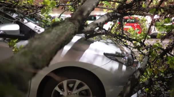 Strong Thunderstorm Uprooted Dry Tree Destructed Parked Car Side Road — Stockvideo