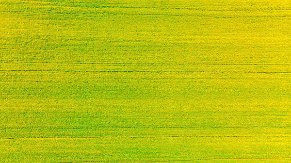 Canola or Rapeseed Plant seen from top , Prince Edward Island, Canada