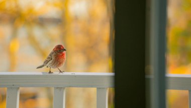 Finch 'in Sunset sırasında verandanın yanında gördüğü bir ev.