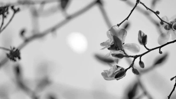 Black and White photo of a moon and flower in blossom