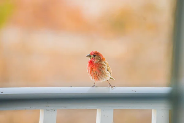 House Finch Seen Standing Patio Sunset — Stock Photo, Image