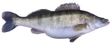 Sırt yüzgeci kaldırılmış tünek.