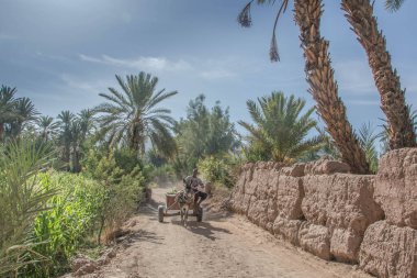 Tamnougalt caddesi boyunca palmiye ağaçları, Fas