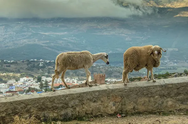 Fas 'ta Şef' in (mavi şehir) etrafında yürüyüş