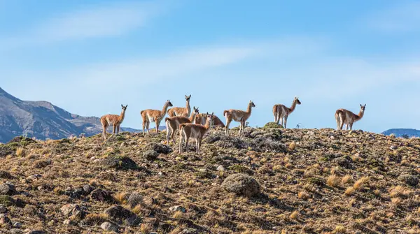 El Chalten, Arjantin yolunda bir grup guanaco.
