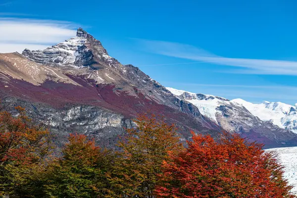 El Chalten yakınlarındaki Macellan Ormanı, Arjantin