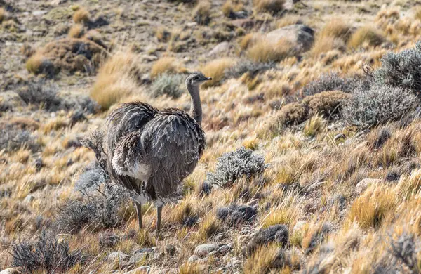 El Chalten, Arjantin yolunda bir rhea ya da nandu kuşu