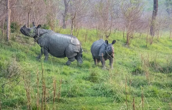 Gergedanlar Chitwan Ulusal Parkı, Nepal 'de