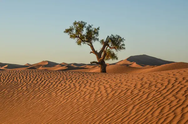 Fas 'ın Mhamid bölgesindeki Sahra çölünde.