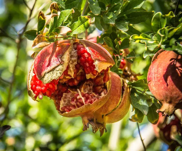 Tamnougalt caddesi boyunca palmiye ağaçları, Fas