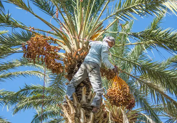 Tamnougalt, Fas 'ta hasat tarihi