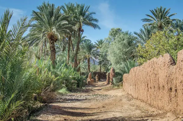 Tamnougalt caddesi boyunca palmiye ağaçları, Fas