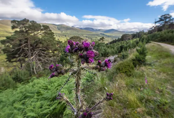 Glenmore Orman Parkı, İskoçya 'da devedikeni