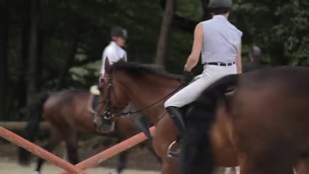 Equestrian Show Horseback Training — Stock Video