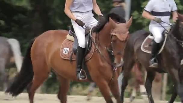 Reitturnier Pferd Training — Stockvideo
