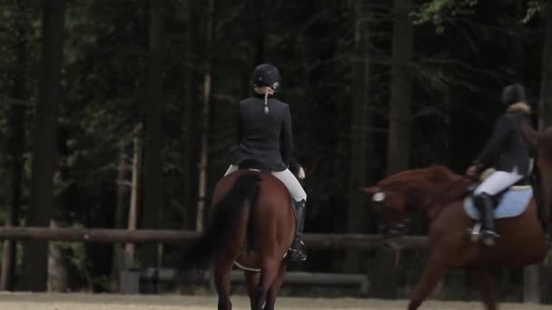 Pokaz Jeździecki Koniu Trening — Wideo stockowe