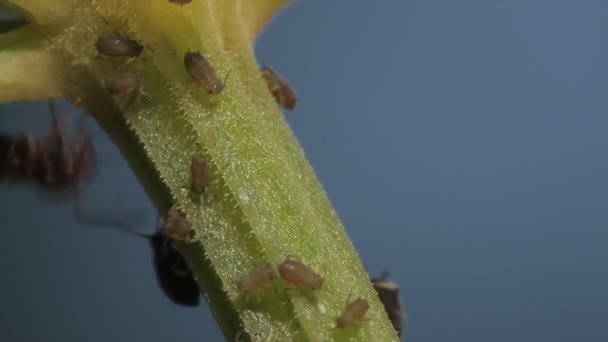1080P 매크로 개미와에가 나무의 카메라 — 비디오