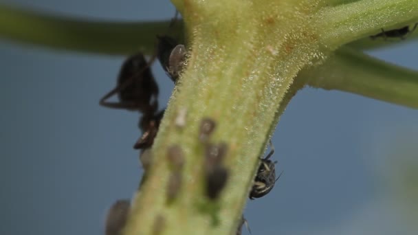 1080P Macro Formigas Piolhos Videira Folhas Saída Câmera Nativa Não — Vídeo de Stock