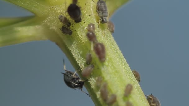 1080P Macro Formigas Piolhos Videira Folhas Saída Câmera Nativa Não — Vídeo de Stock