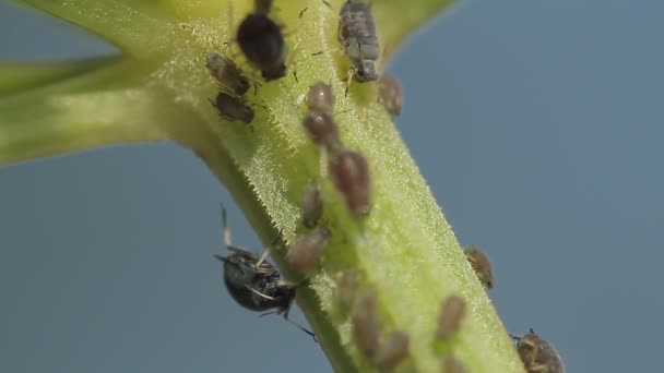 1080P Macro Hormigas Piojos Vid Hojas Salida Cámara Nativa Sin — Vídeos de Stock