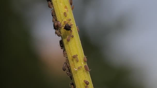 1080P Macro Ants Vine Lice Leafs Native Unmodified Original Camera — Stock Video