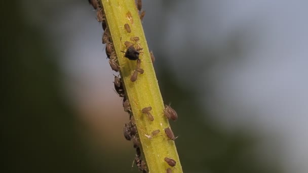 1080P Macro Ants Vine Lice Leafs Native Unmodified Original Camera — Stock Video