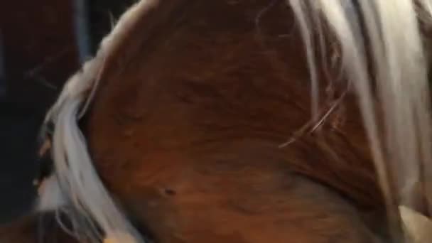 Ujęcie Bliska Brązowego Konia — Wideo stockowe
