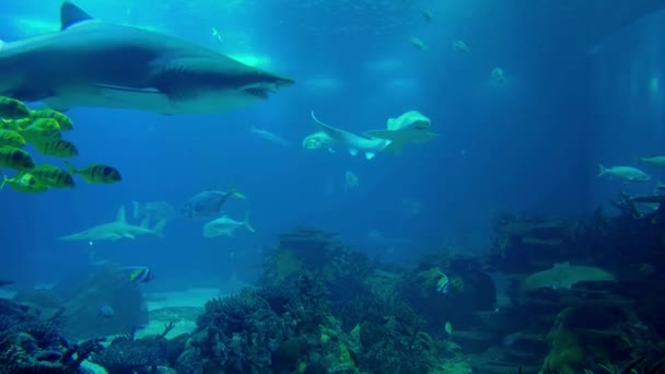 驚くべきは 巨大な Sandtiger Carcharias トーラスに囲まれてたくさんの異なる魚の — ストック動画