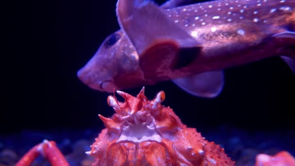 Óriás Pókrák Hatalmas Foltos Ratfish Macrocheira Kaempferi Hydrolagus Colliei Sötét — Stock videók