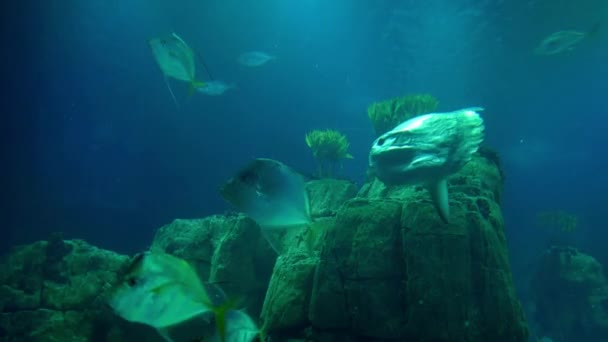 Sunfish Γύρω Από Ένα Ύφαλο Υποβρύχια Θέα Της Όμορφης Τροπικής — Αρχείο Βίντεο
