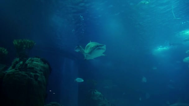 Úžasné Obrovské Sandtiger Shark Carcharias Taurus Obklopen Spoustou Různých Ryb — Stock video