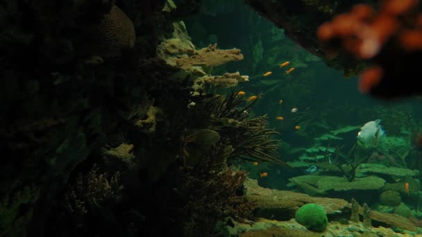 Akvarijní Pozadí Různými Rostlinami Rybami — Stock video