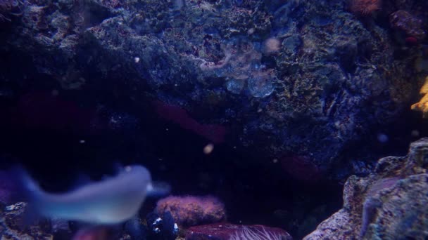 Aquarium Hintergrund Mit Verschiedenen Pflanzen Und Fischen — Stockvideo