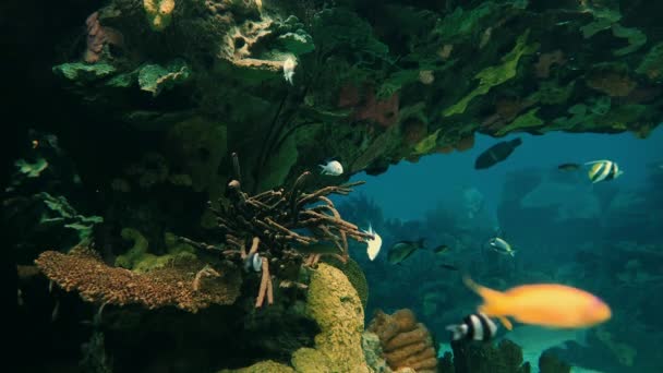 Аквариум Фон Различными Растениями Рыбами — стоковое видео