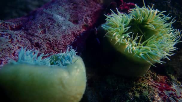 Marine Life Underwater World — стоковое видео
