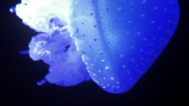 Wonderful Close View Blue Glowing White Spotted Jellyfish Phyllorhiza Punctata — Stok Video