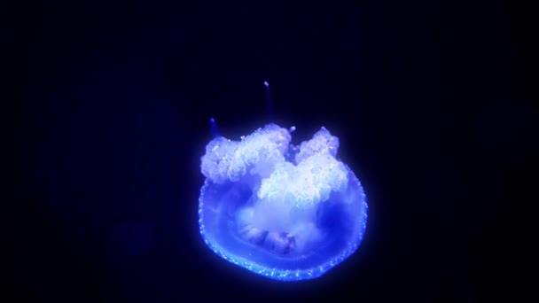Wonderful Close View Blue Glowing White Spotted Jellyfish Phyllorhiza Punctata — Vídeos de Stock
