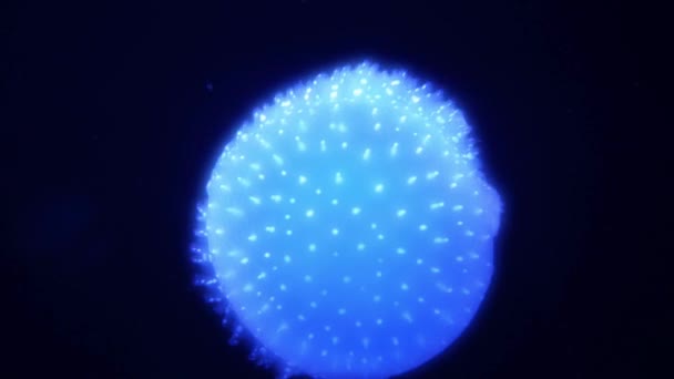 Wonderful Close View Blue Glowing White Spotted Jellyfish Phyllorhiza Punctata — Video