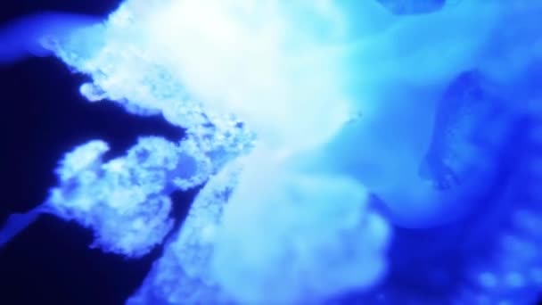 Wonderful Close View Blue Glowing White Spotted Jellyfish Phyllorhiza Punctata — ストック動画