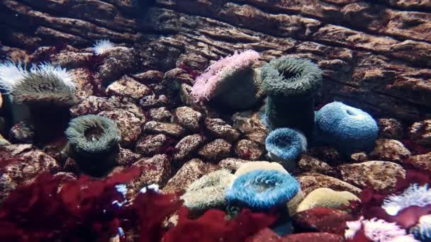 Marine Life Underwater World — Stockvideo