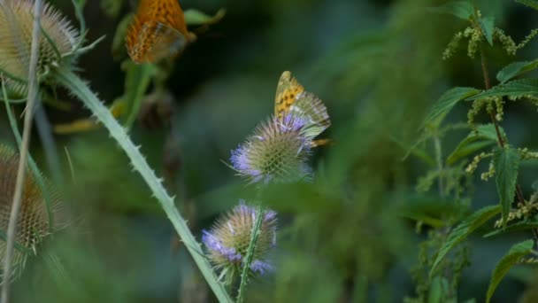 Kaisermantel Butterlies Argynnis Paphia Closeup Slowmo — Αρχείο Βίντεο