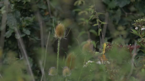 Kaisermantel Butterlies Argynnis Paphia Closeup Slowmo — стоковое видео