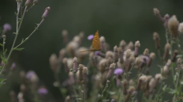 Kaisermantel Butterly Argynnis Paphia Closeup Slowmo — Αρχείο Βίντεο