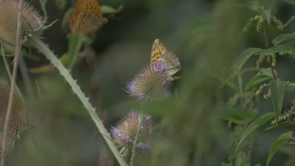 Kaisermantel Butterlies Argynnis Paphia Closeup Slowmo — Stockvideo