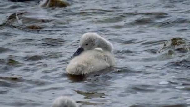 Baby Swan Cleans Itself Slow Motion — Stock Video